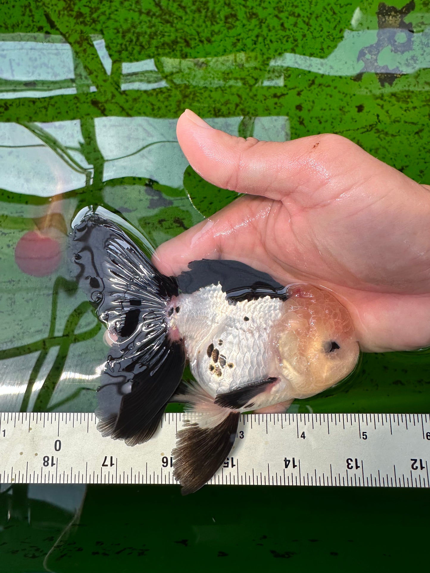 AAA Grade Panda Button Eyes Oranda Male 5 inches #0913OR_08