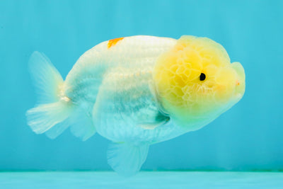 Red White Lionchu Female 4-4.5 inches #042426LC_15