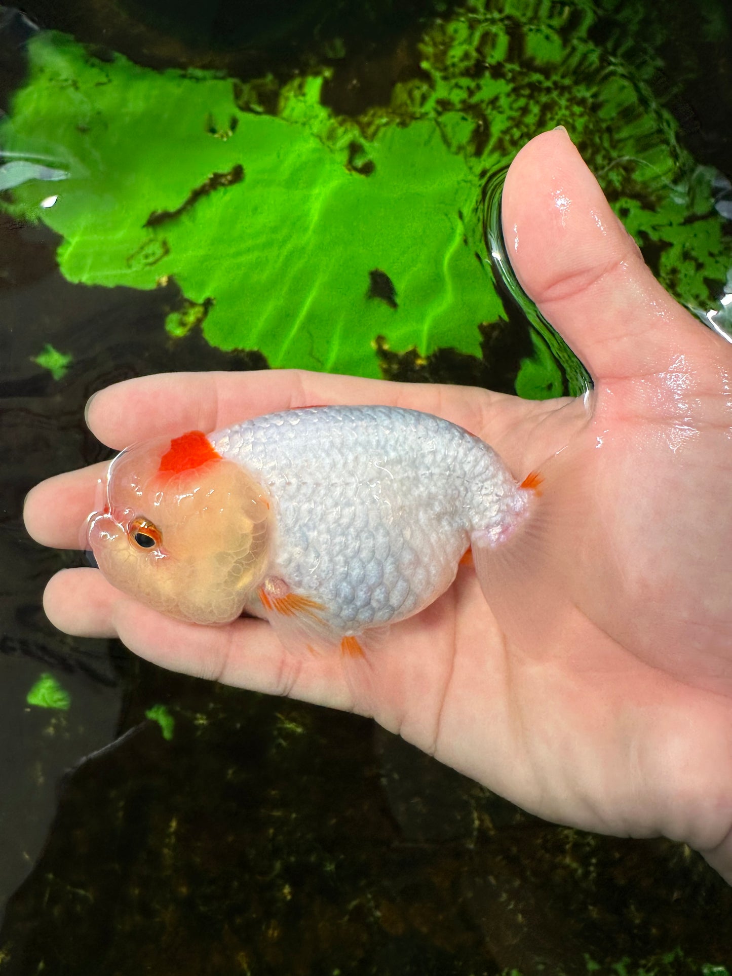 Femelle Lionchu rouge et blanc 4 pouces #0927LC_14