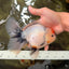 SPECIAL A Grade Red Head Marble Oranda Male 6.5-7 inches #082826OR_05