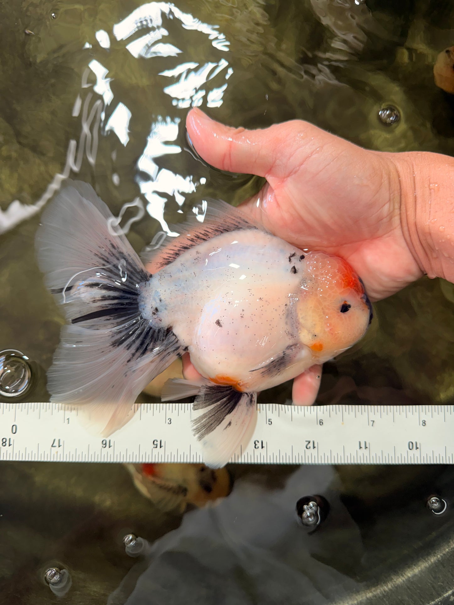 SPECIAL A Grade Red Head Marble Oranda Male 6.5-7 inches #082826OR_05