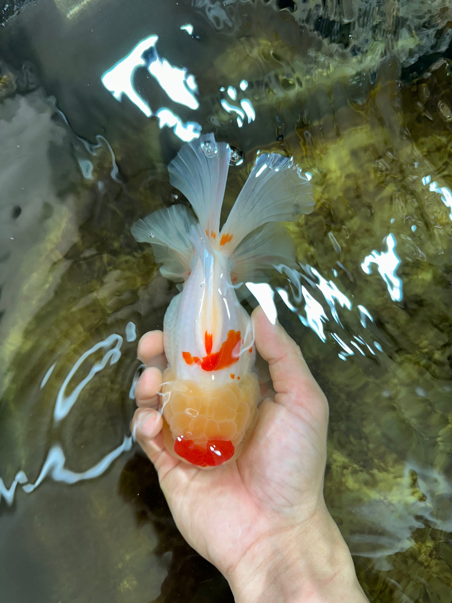 AAA Grade Godzilla Red White Oranda Female 6.5 inches #081525OR_14
