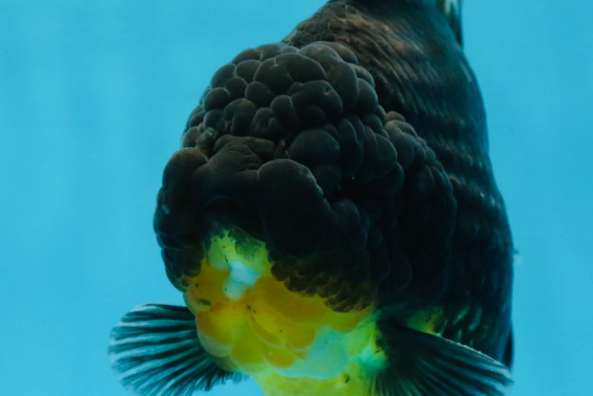 SHOW GRADE Godzilla Kirin Yuanbao Male 5.5 inches #062025YB_999