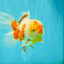 A Grade Red White Oranda Female 6 inches #072426OR_17