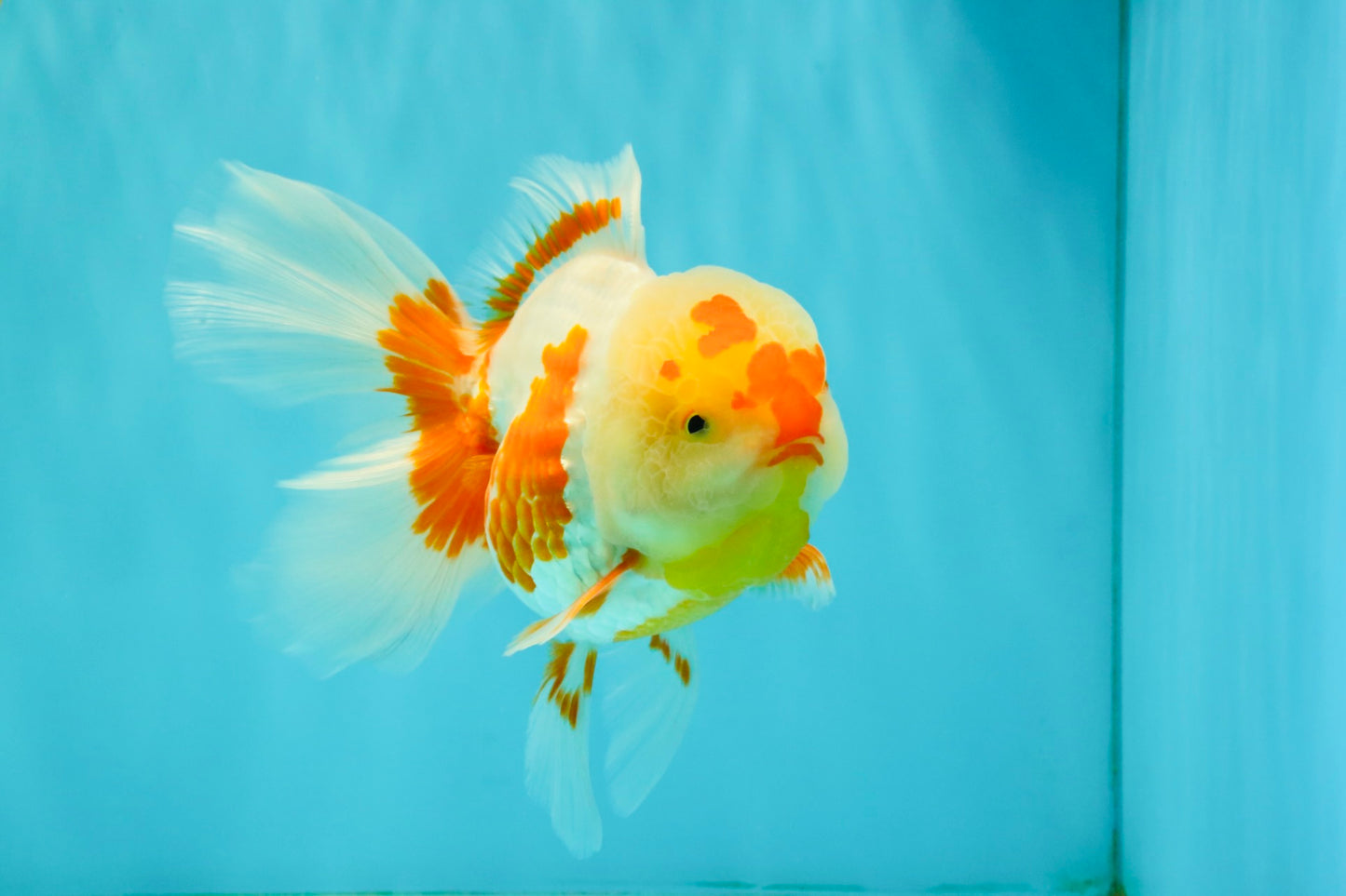 A Grade Red White Oranda Female 6 inches #072426OR_17