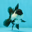 Panda Oranda Female 3.5 inches #1004OR_24