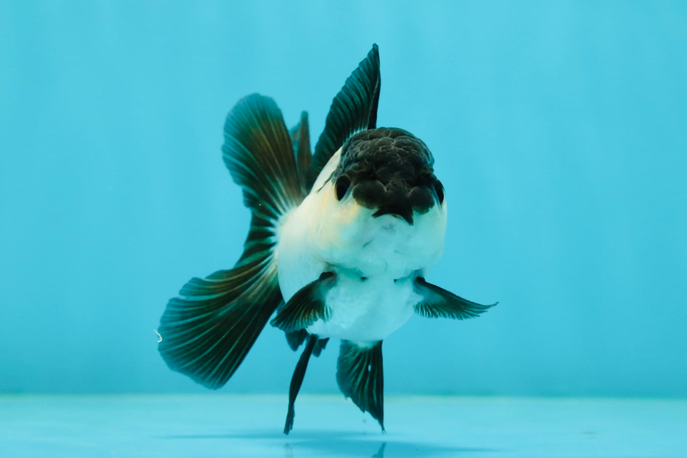 Panda Oranda Female 3.5 inches #1004OR_24