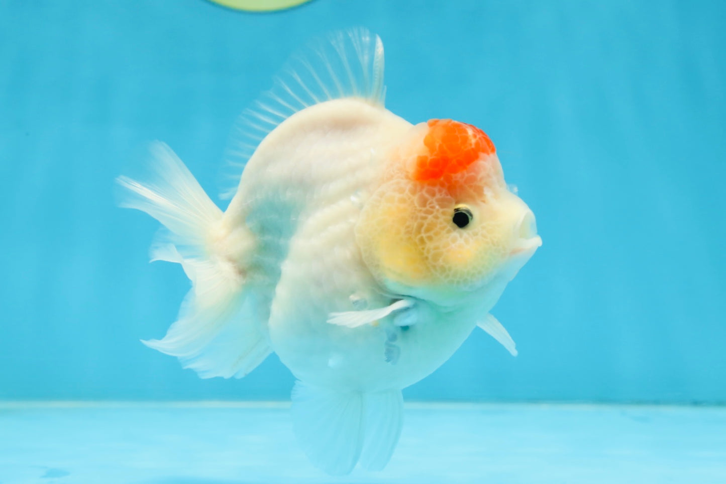 AAA Grade Tancho Sakura Yuanbao Male 4-4.5 inches #101025YB_31