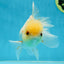 A Grade White Oranda Male 5.5-6 inches #060625OR_26