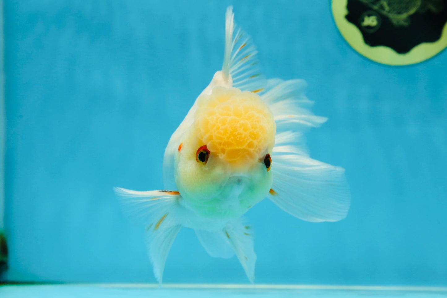 A Grade White Oranda Male 5.5-6 inches #060625OR_26