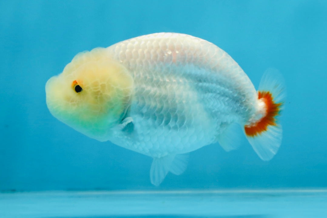 CLOUDY AAA Grade Red White LionQueen 3.5-4 inches #101725LC_11