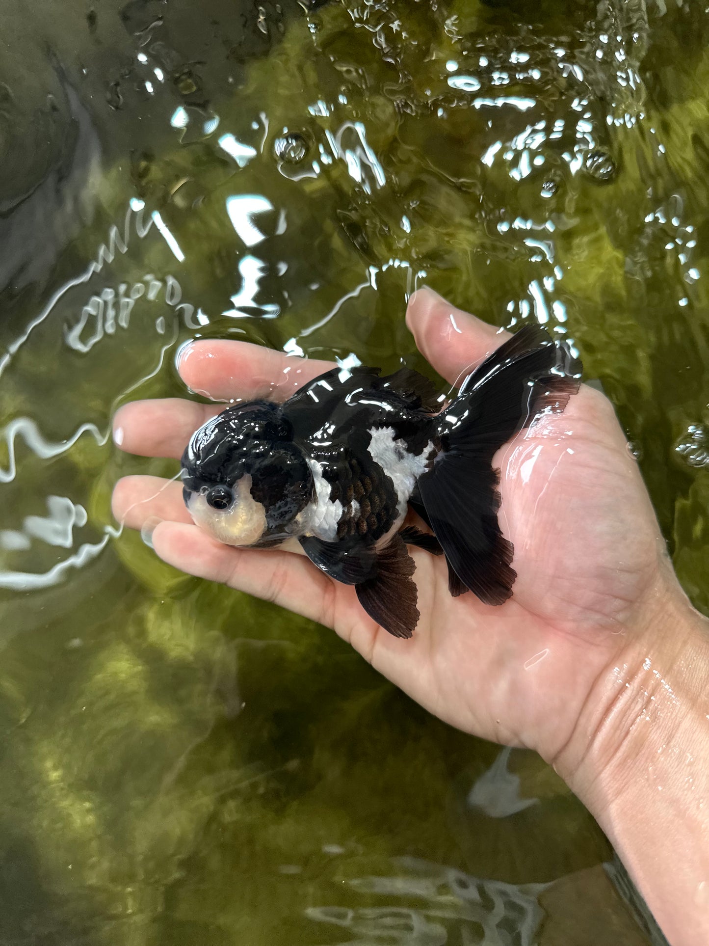 A Grade Panda Oranda Male 4.5 inches #050225OR_11
