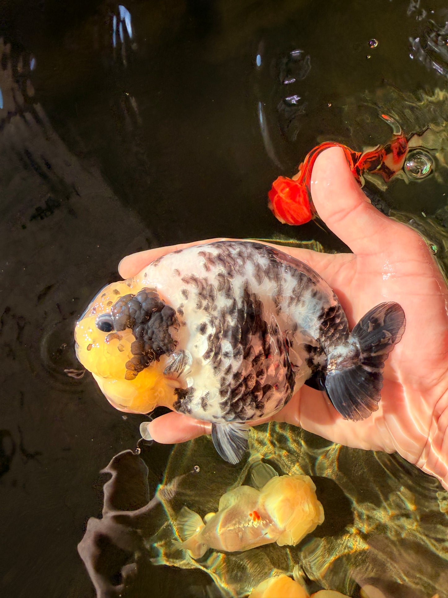 A Grade Cow Chinese Ranchu Female 5-5.5 inches #022726RC_20