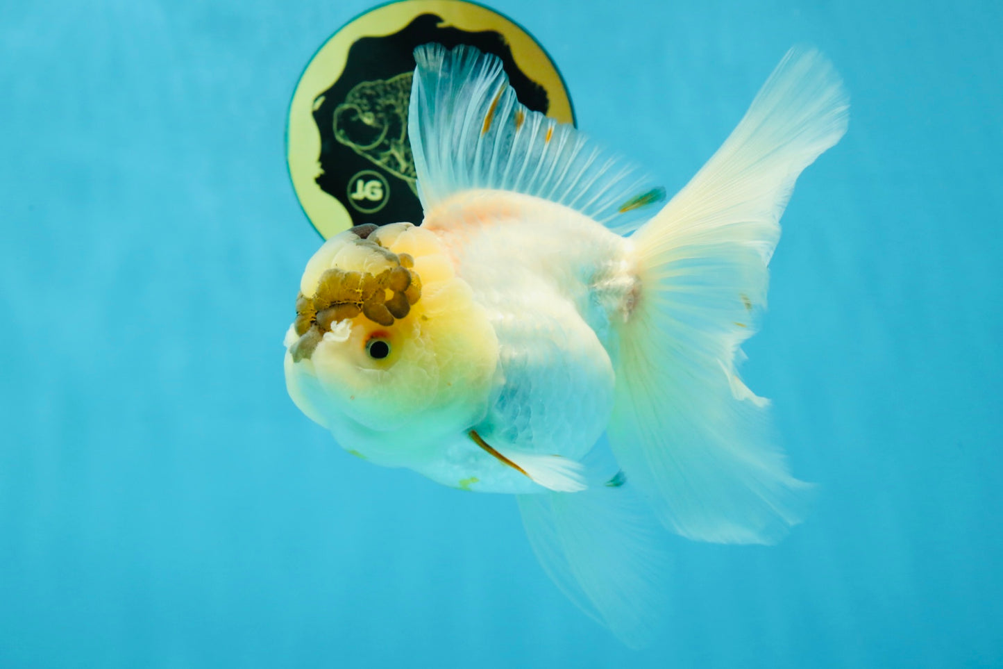 A Grade Unique Tricolor Oranda Female 6 inches #050225OR_03