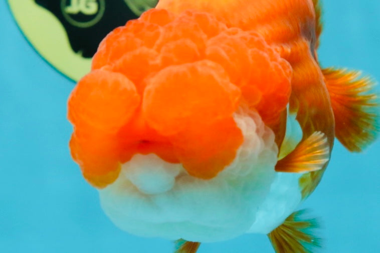 TOP WEN AAA Grade SUPER WEN Red White LionQueen 4.5 inches #050225LC_17