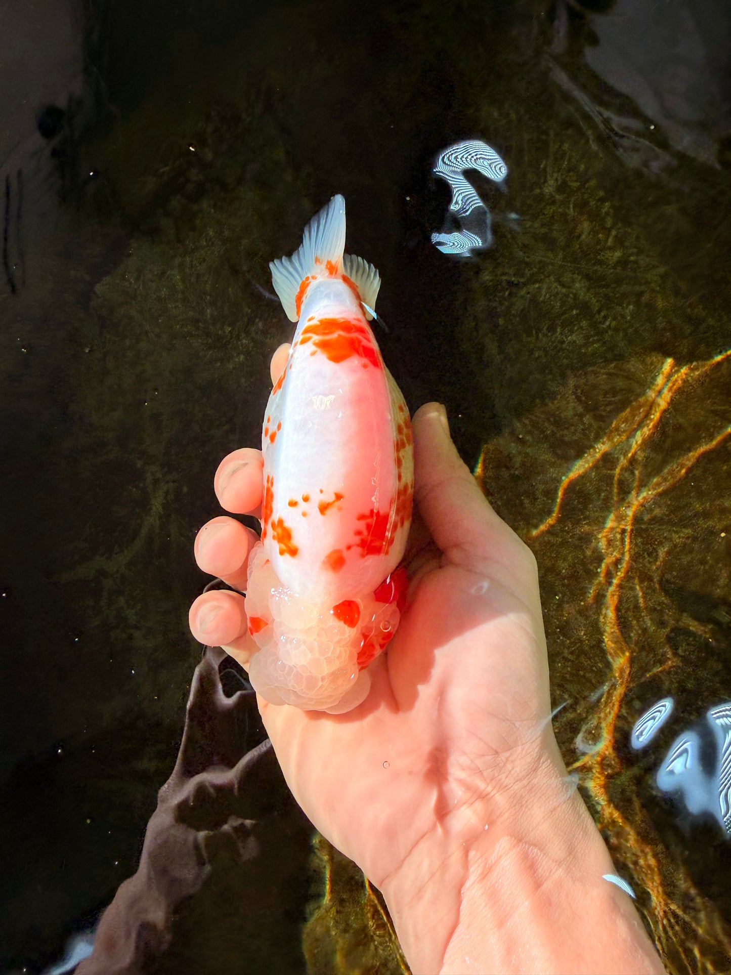 BEAUTY A Grade Kohaku Sakura LionQueen 5.5  inches #102425LC_08