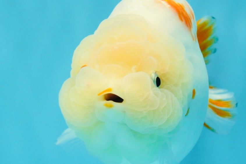 Sakura Chinese Ranchu Female 5.5 inches #022726RC_21