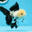 AAA Grade Panda Button Eyes Oranda Male 5 inches #0913OR_08