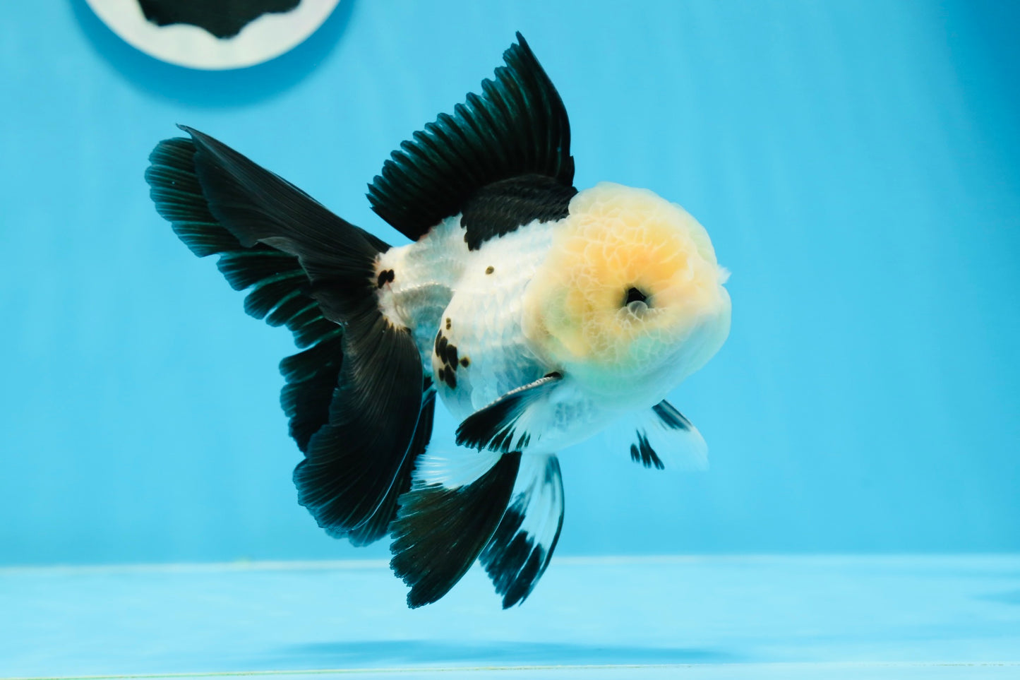 AAA Grade Panda Button Eyes Oranda Male 5 inches #0913OR_08