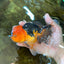 A Grade Super Mario Apache Oranda Male 5-5.5 inches #081525OR_23