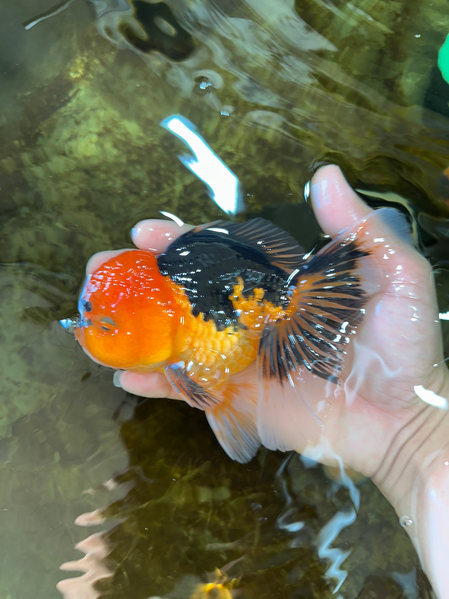A Grade Super Mario Apache Oranda Male 5-5.5 inches #081525OR_23