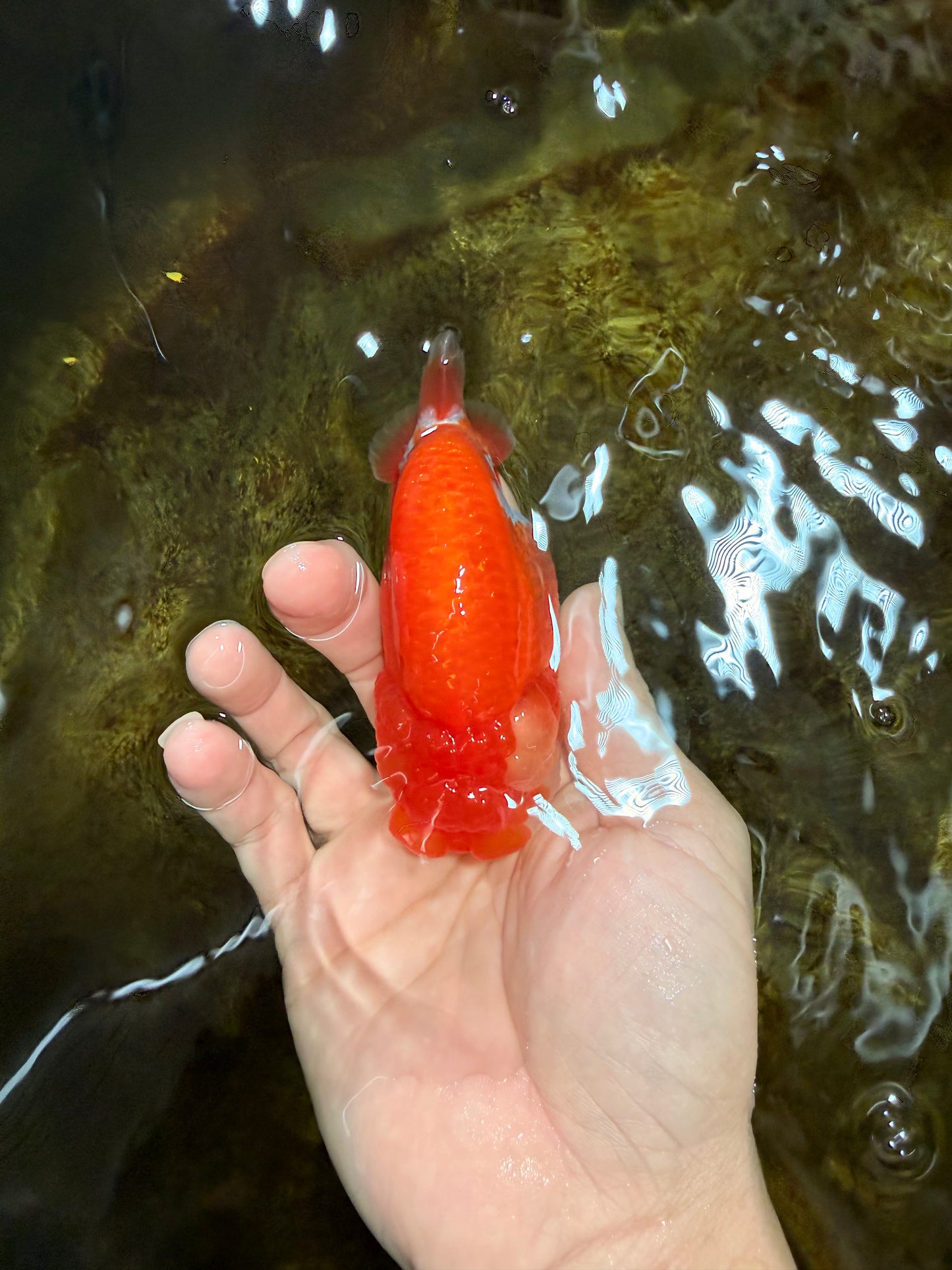 AAA Grade Red White LionQueen 4 inches #103125LC_29