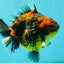 CHUNKY A Grade Panda Yuanbao Male 5.5-6  inches #082126YB_30