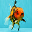 CHARLIE AAA Grade Beautiful Tiger Oranda Male 6-6.5 inches #061926OR_17