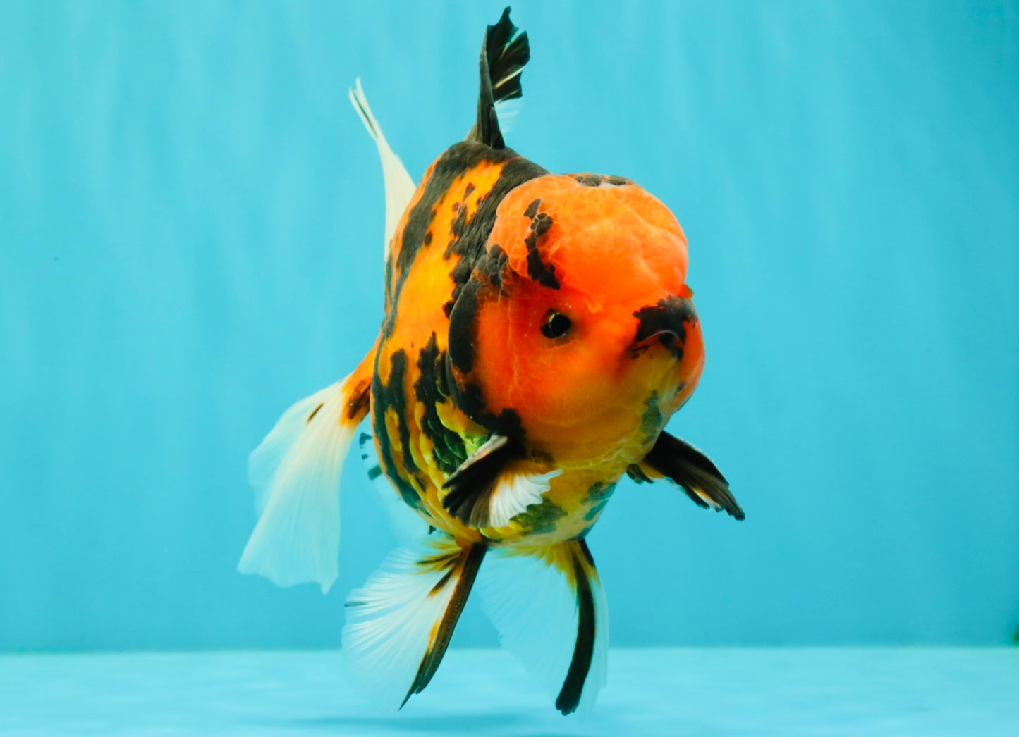 CHARLIE AAA Grade Beautiful Tiger Oranda Male 6-6.5 inches #061926OR_17