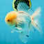 AAA Grade White Oranda Male 5.5 inches #050925OR_45