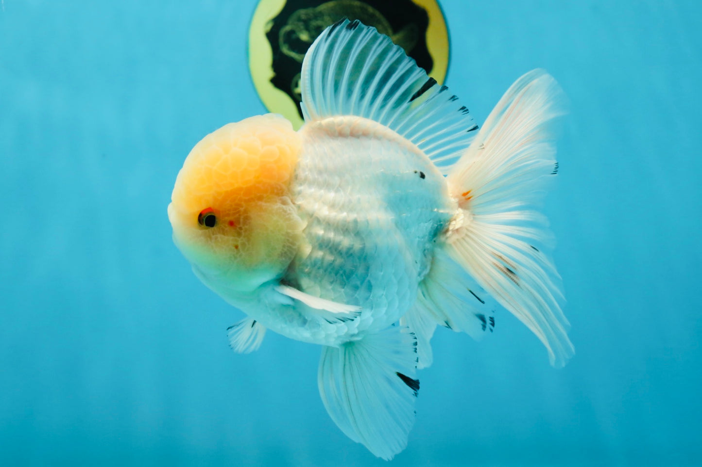 AAA Grade White Oranda Male 5.5 inches #050925OR_45