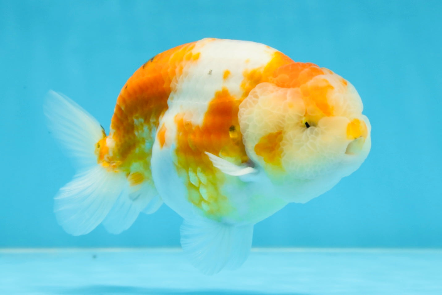 AAA Grade CHUBBY Sakura LionKing 5 inches #062025LC_03