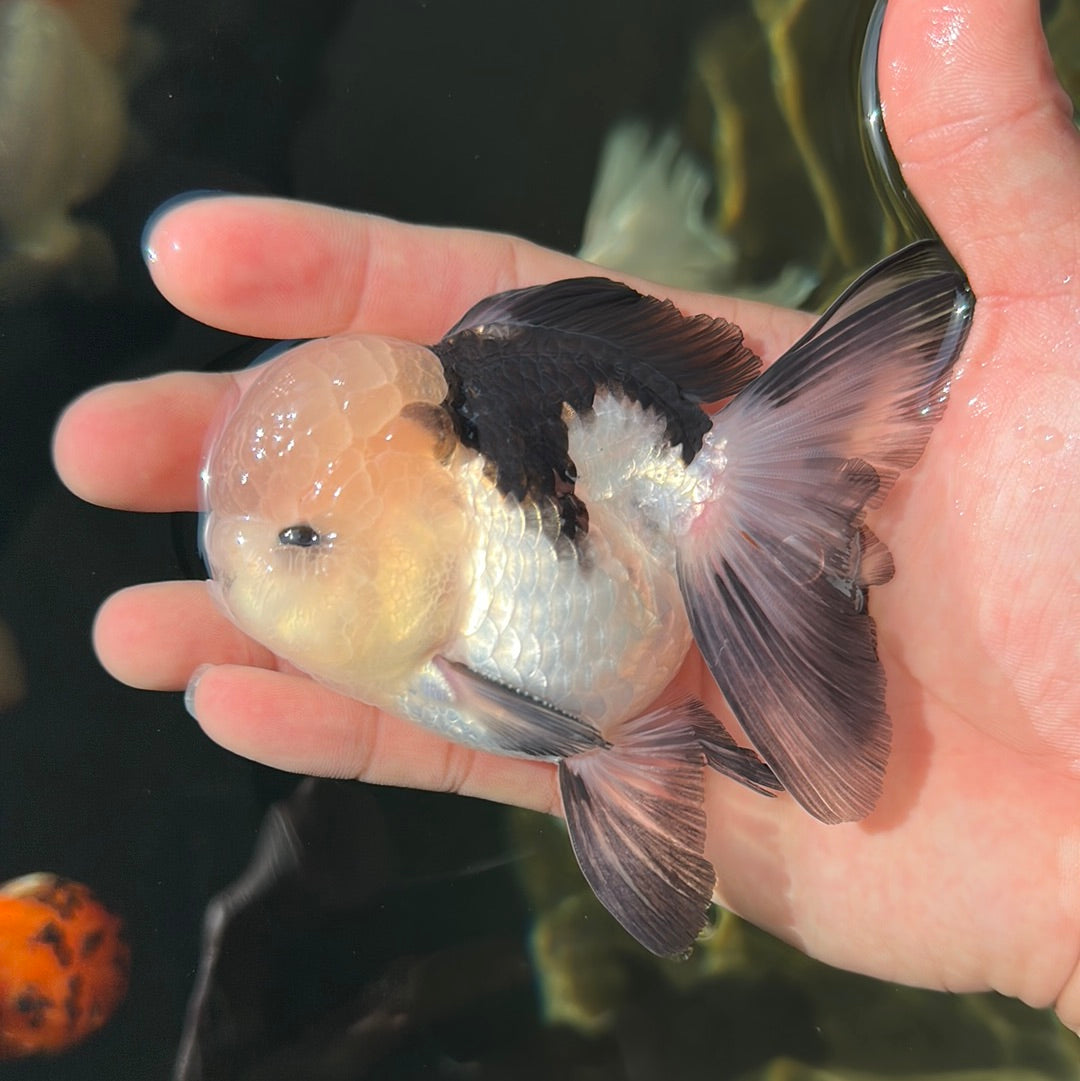 Panda Oranda mâle de qualité A 4 pouces #0825OR_08