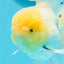 AAA Grade Lemonhead Rose Tail Oranda Male 5.5 inches #0503OR_08