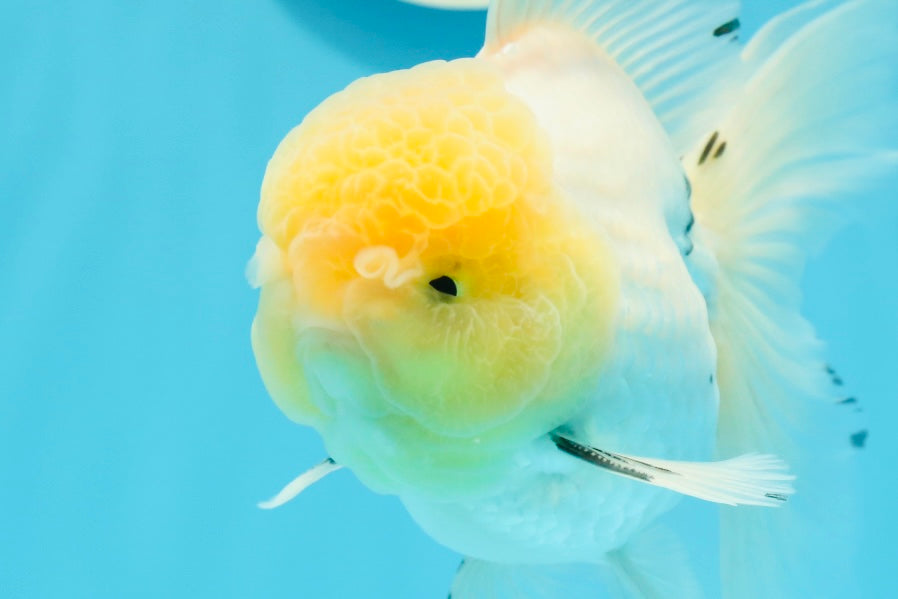 Oranda macho de cola de rosa de cabeza de limón de grado AAA de 5,5 pulgadas n.º 0503OR_08