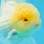 AAA Grade Lemonhead Oranda Male 4.5-5 inches #0927OR_25