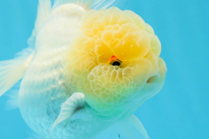 AAA Grade Lemonhead Oranda Male 4.5-5 inches #0927OR_25