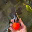 AAA Grade Cheeky Tricolor Oranda Male 5.5 inches #110124OR_15