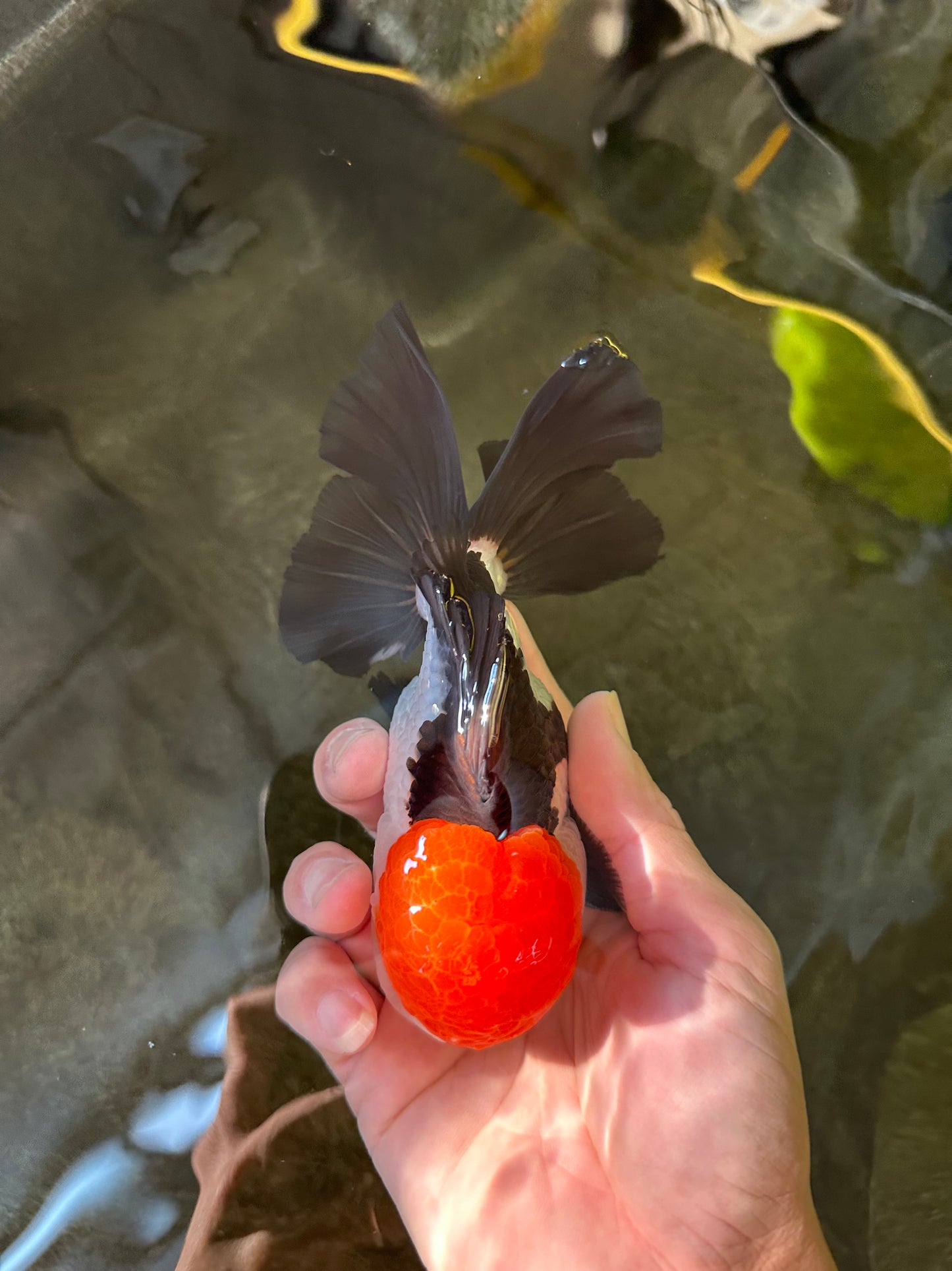 AAA Grade Cheeky Tricolor Oranda Male 5.5 inches #110124OR_15