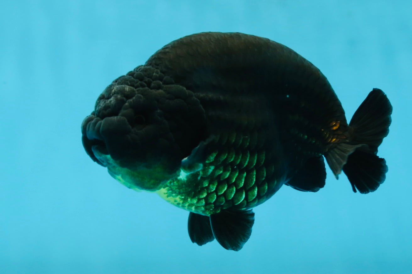 AAA Grade Strong Body Structure Godzilla Black Ranchu Male 5-5.5 inches #052325RC_15