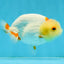 Lemonhead Lionchu Male 4 inches #0920LC_02