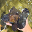A Grade Broadtail Black Oranda Male 6.5-7 inches #101626OR_20