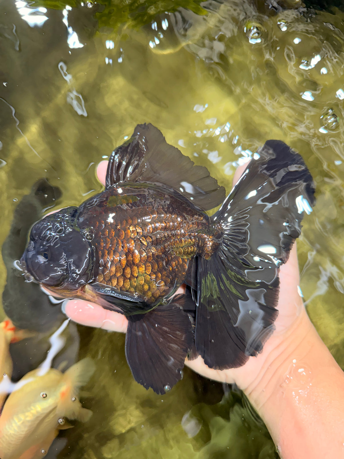 A Grade Broadtail Black Oranda Male 6.5-7 inches #101626OR_20
