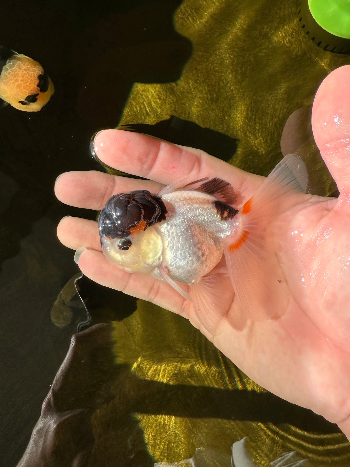 Panda Oranda Male 3.5 inches #1018OR_15