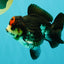 ADORABLE A Grade Tricolor Yuanbao Male 4.5 inches #051526YB_08