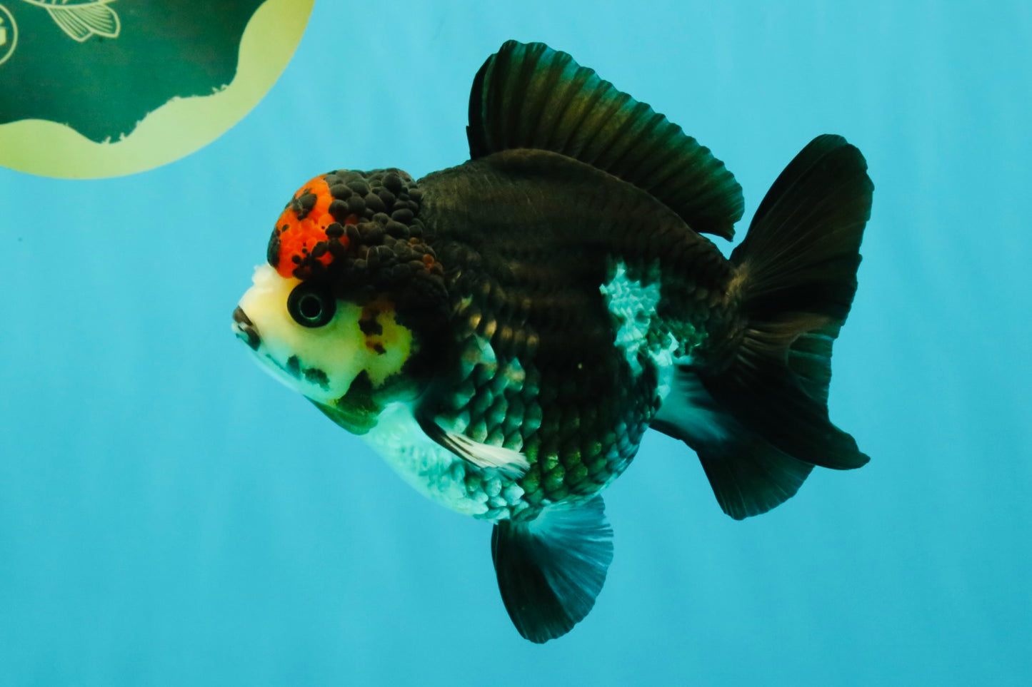 ADORABLE A Grade Tricolor Yuanbao Male 4.5 inches #051526YB_08