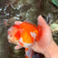 AAA Grade Red White Oranda Male 5.5-6 inches #071726OR_21