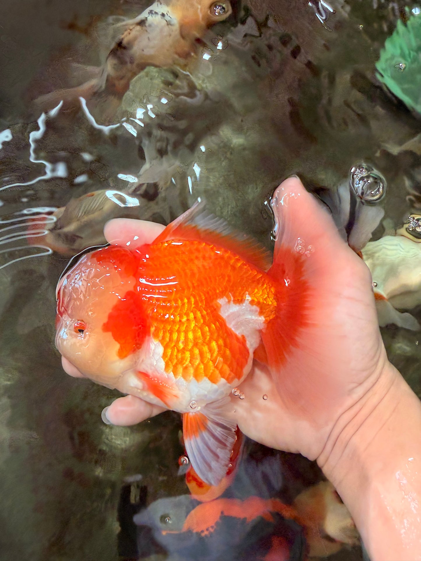 AAA Grade Red White Oranda Male 5.5-6 inches #071726OR_21