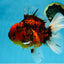 AAA Grade Young Godzilla Tiger Oranda Male 6 inches #080125OR_11