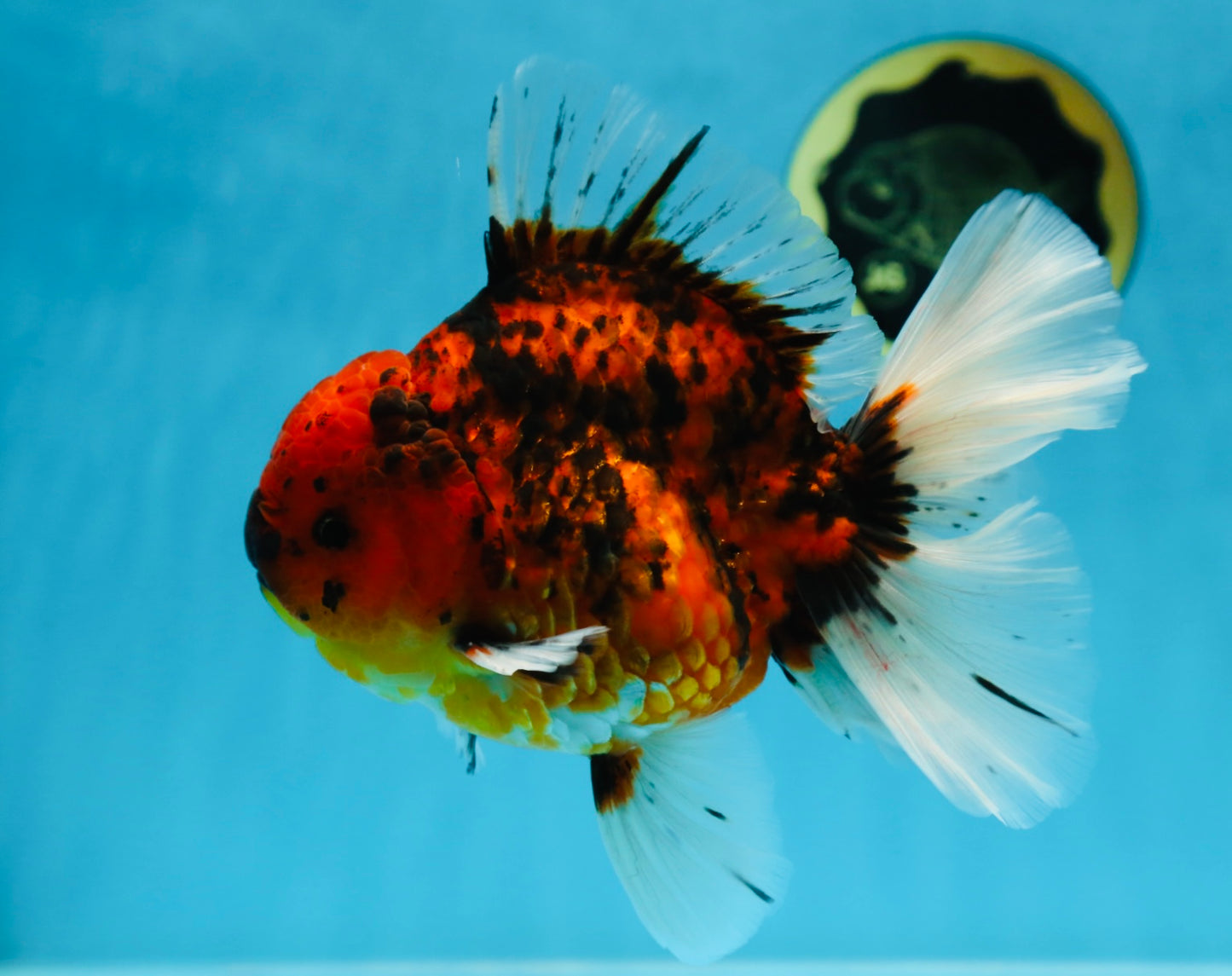 AAA Grade Young Godzilla Tiger Oranda Male 6 inches #080125OR_11